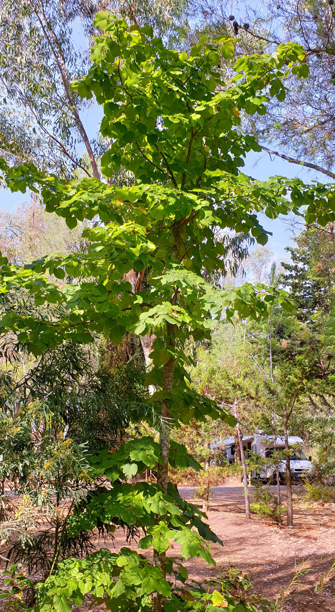 Tilleul Les Jardins de La Pascalinette®