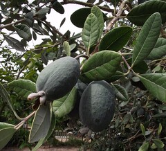 Feijoa Sellowiana ou Goyavier du Brésil