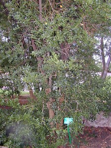 Buis des Baléares