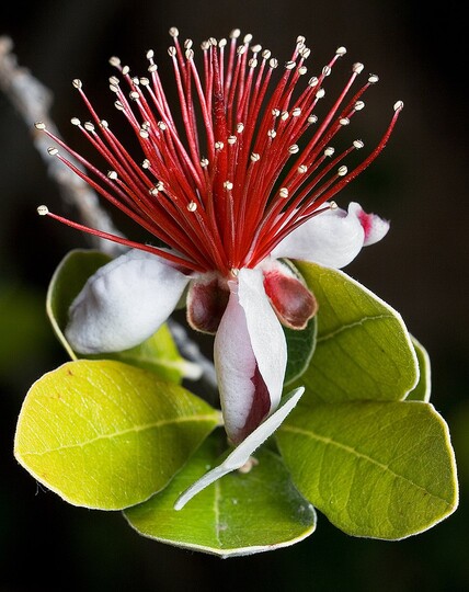 Feijoa Sellowiana ou Goyavier du Brésil