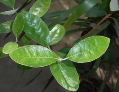 Feijoa Sellowiana ou Goyavier du Brésil