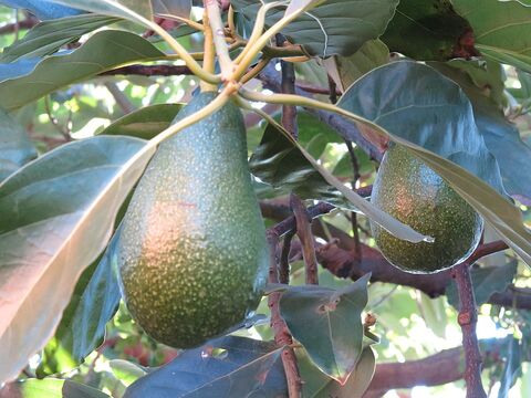 Avocatier au camping, un régal pour les vacances !