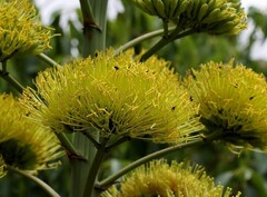 Agave américain