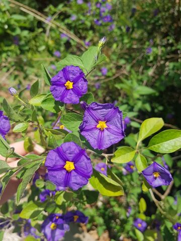 Solanum au camping