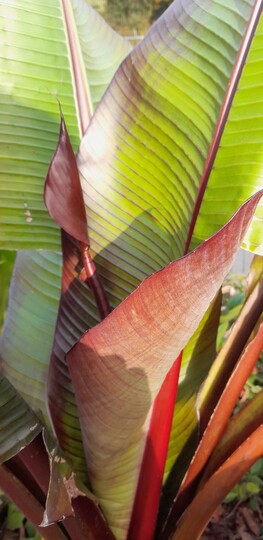 Bananier rouge d’Abyssinie