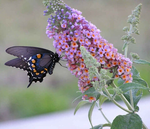 Lilas d'été au camping