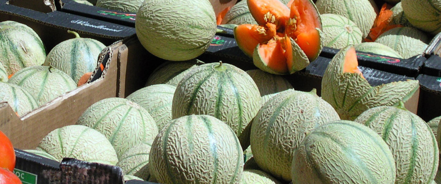 Melon pour le camping, les Jardins de La Pascalinette®