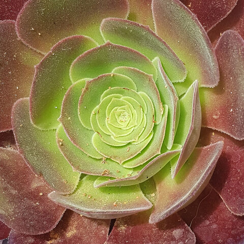 Aeonium : vacances exotiques et vertes au camping