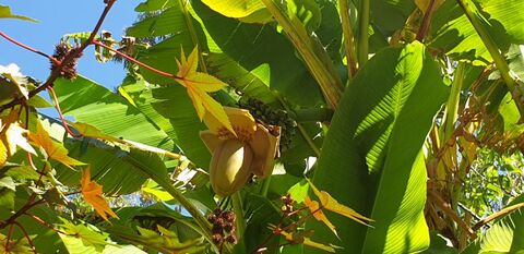 En voyage dans le Var : bananier du Japon du camping
