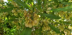 Bois de reinette
