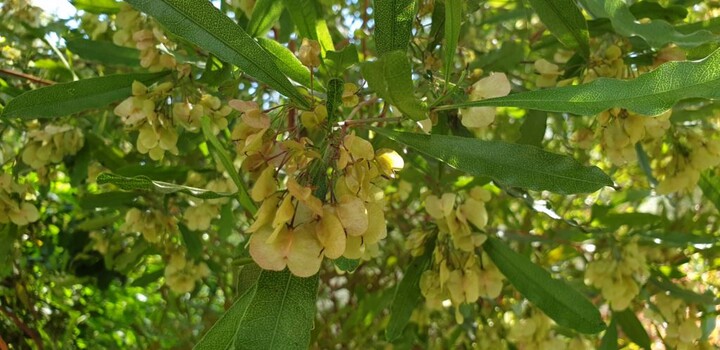 Bois de reinette