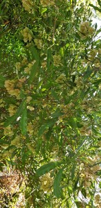 Bois de reinette