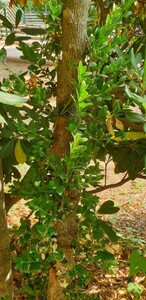 Buis des Baléares