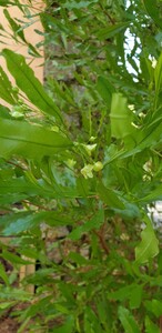 Bois de reinette