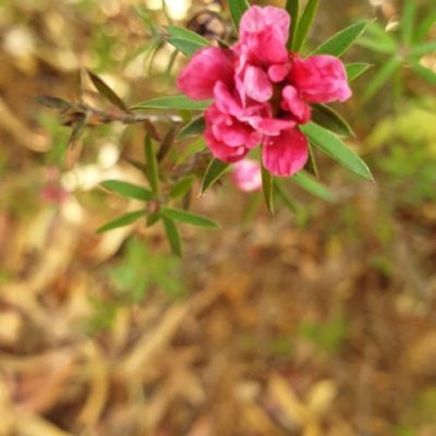 Roses Du Jardin Cheneland Viburnum Bodnantense Dawn