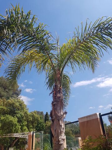 Camping près d'Hyères : les palmiers de la reine