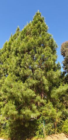 Un camping éco-responsable : le pin des Canaries