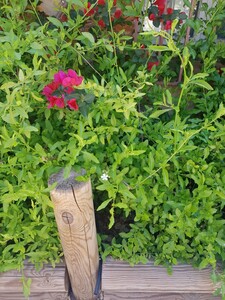 Plumbago (dentelaire du Cap)