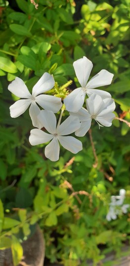 Plumbago (dentelaire du Cap)