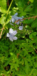 Plumbago (dentelaire du Cap)