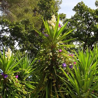 Ma Planete Jardin Le Pittosporum Tenuifolium Panache Un Arbuste