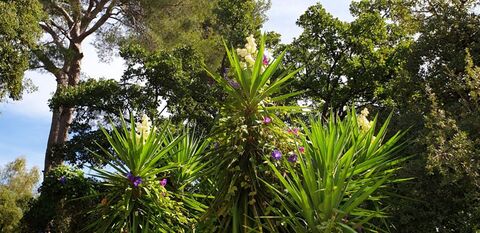 Voyage et vacances au creux d'un camping 4 étoiles : les yuccas