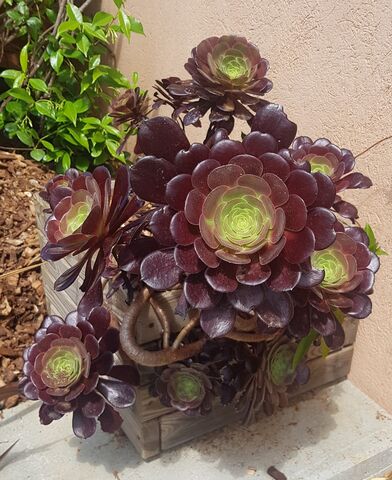 Aeonium : vacances exotiques et vertes au camping