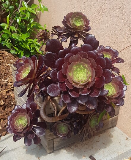 Aeonium en arbre pourpre