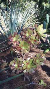 Aeonium en arbre pourpre