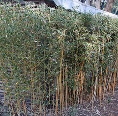 Bambou doré