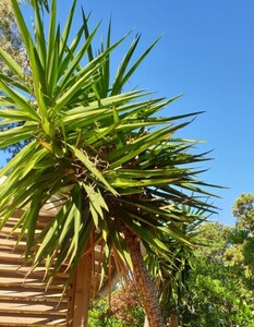 Yucca 