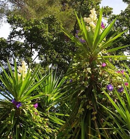 Voyage et vacances au creux d'un camping 4 étoiles : les yuccas