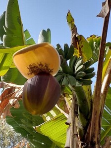 Bananier du Japon