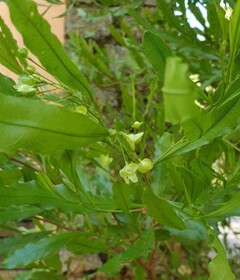 Bois de reinette