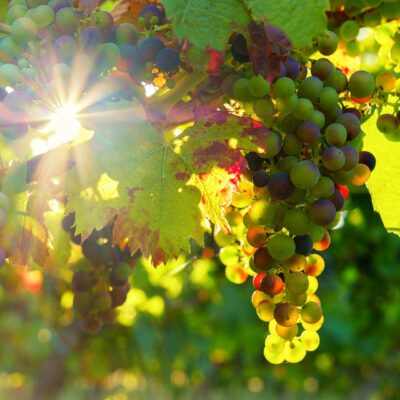 Les Vignobles londais, le savoir-faire des vignerons de Provence