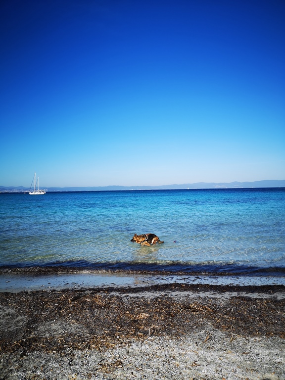 Für Hunde zugelassener Strand im Departement Var