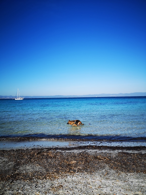 Plage du Mérou in Hyères welcomes our four-legged friends Dog-friendly beach in the Var, French Riviera-Côte d'Azur