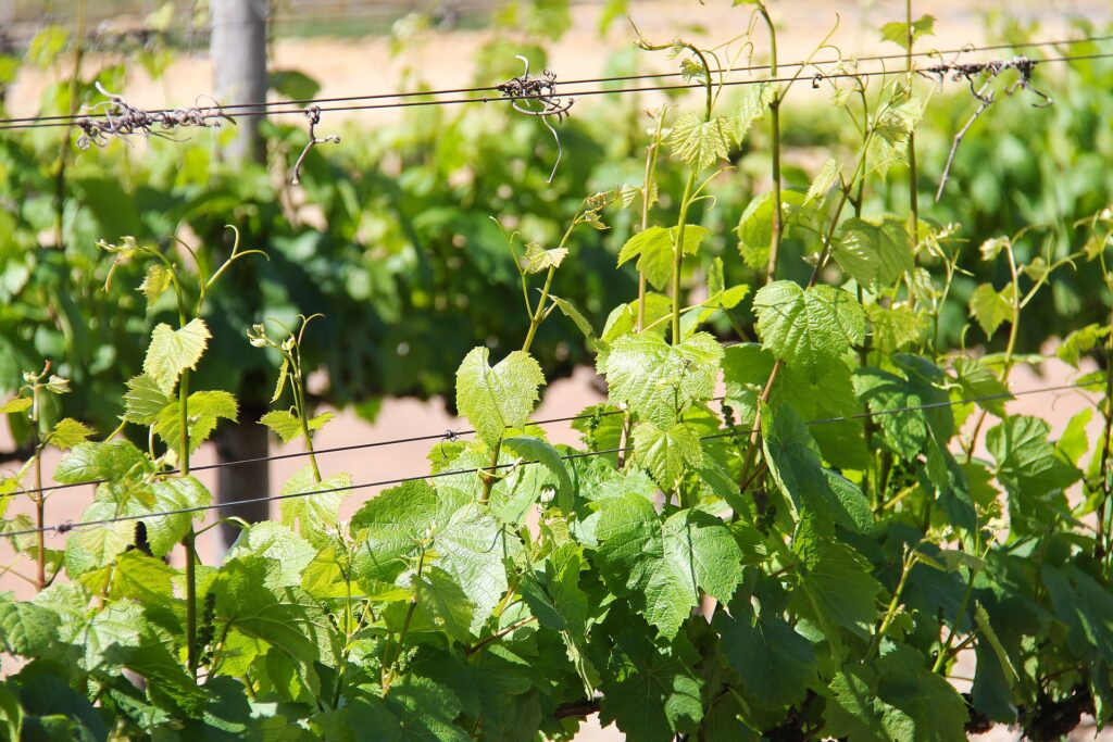 L’attribut alt de cette image est vide, son nom de fichier est vineyard-1219175_1920-1024x683.jpg.