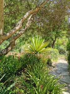 Jardin d'Amérique subtropicale