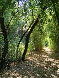 Jardin d'Asie subtropicale