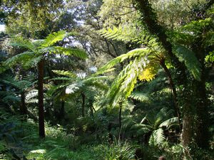 Jardin de Nouvelle Zélande