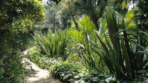 Jardin de Nouvelle Zélande Domaine du Rayol