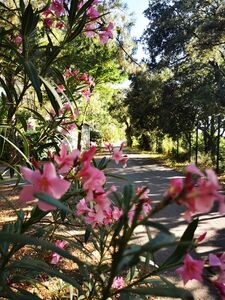 Camping nature proche de Bormes