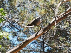 Tourterelle turque dans un camping nature