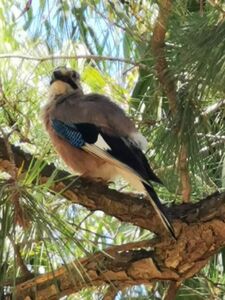 Geai sur une branche dans un camping dans le Var