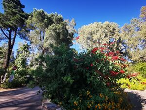 Camping ombragé en bord de mer dans le var