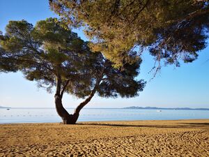 Plage avec un arbre en bord de mer