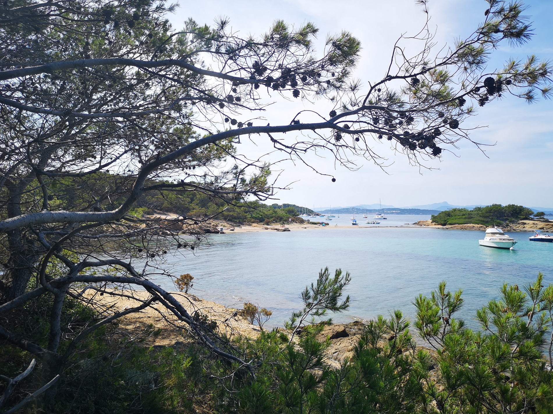 Vue mer, bateau et arbre à Porquerolles