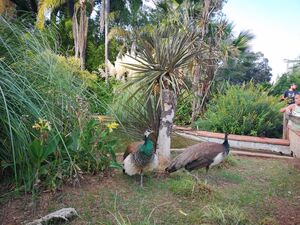 Le jardin botanique Olbius Riquier à Hyères