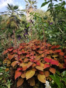 Jardin Botanique Hyères près Camping Var